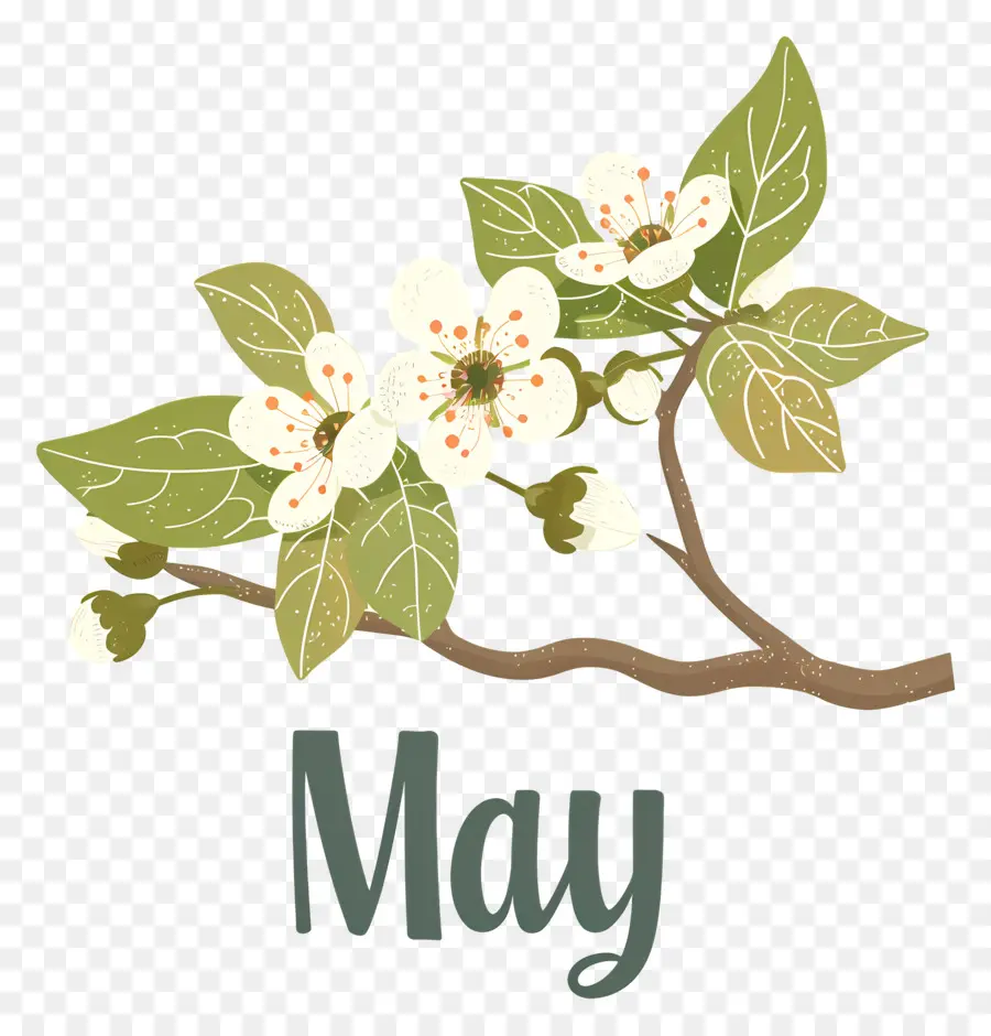 Olá Maio，Galho De árvore Com Floração PNG