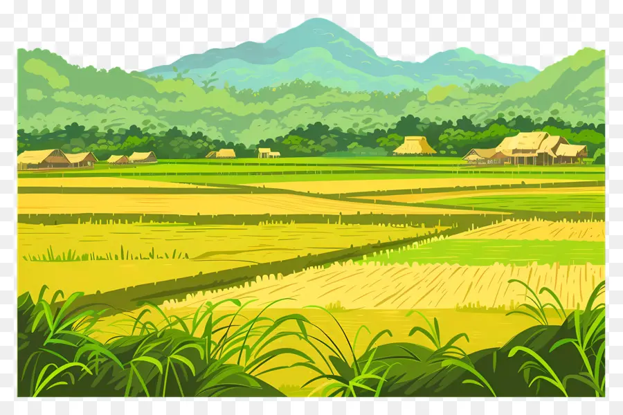 Paddy Field Background，Rural PNG