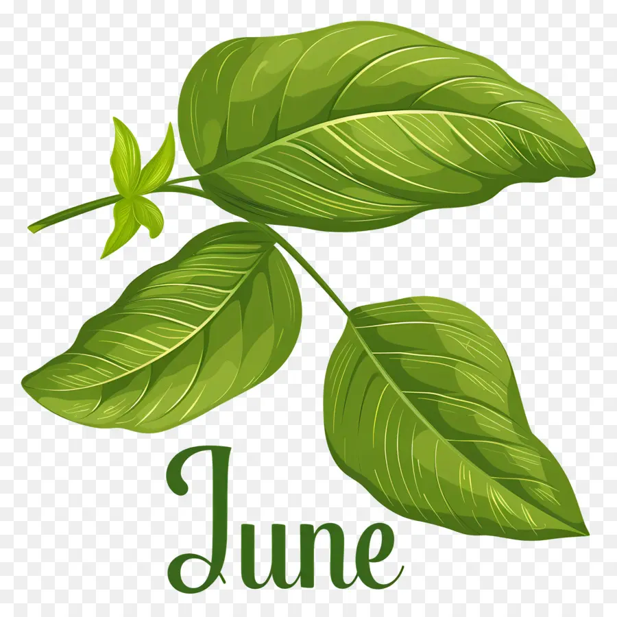 Olá Junho，Planta De Folhas Verdes PNG