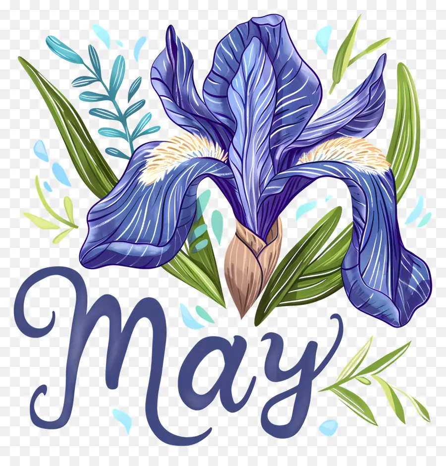 Olá Maio，íris Azul Da Flor PNG