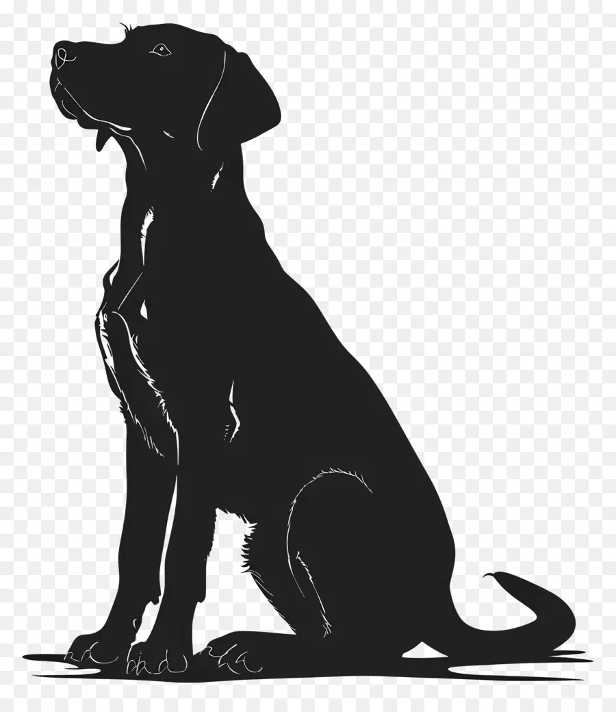 Cão Silhueta，Cão Preto PNG