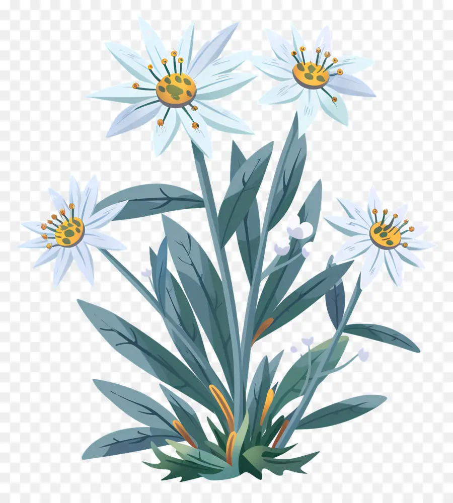 Edelweiss，Daisies Brancos PNG