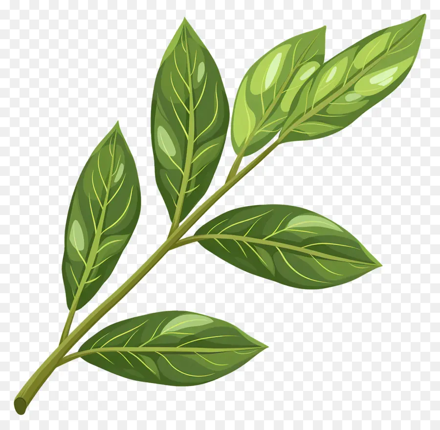Cherry Laurel Leaf，Folha Verde PNG