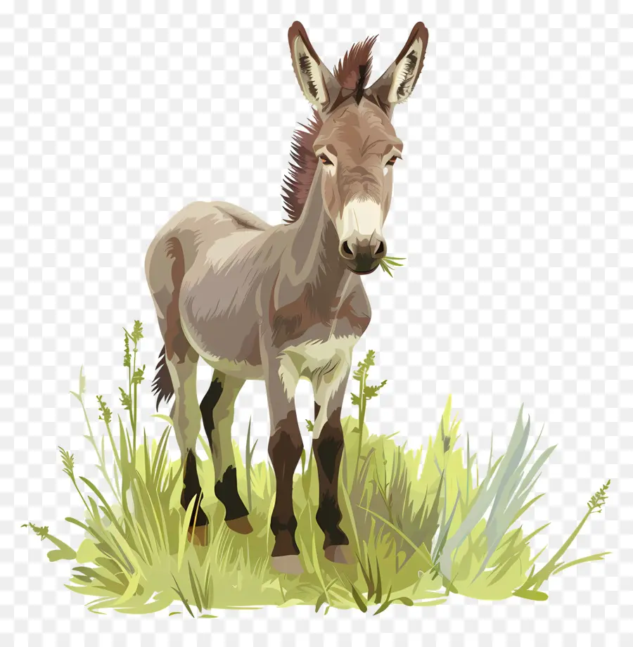 Burro，Desenho Burro PNG