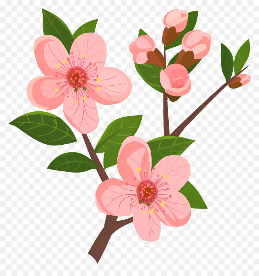 Flor De Pêssego，Flores Cor De Rosa PNG