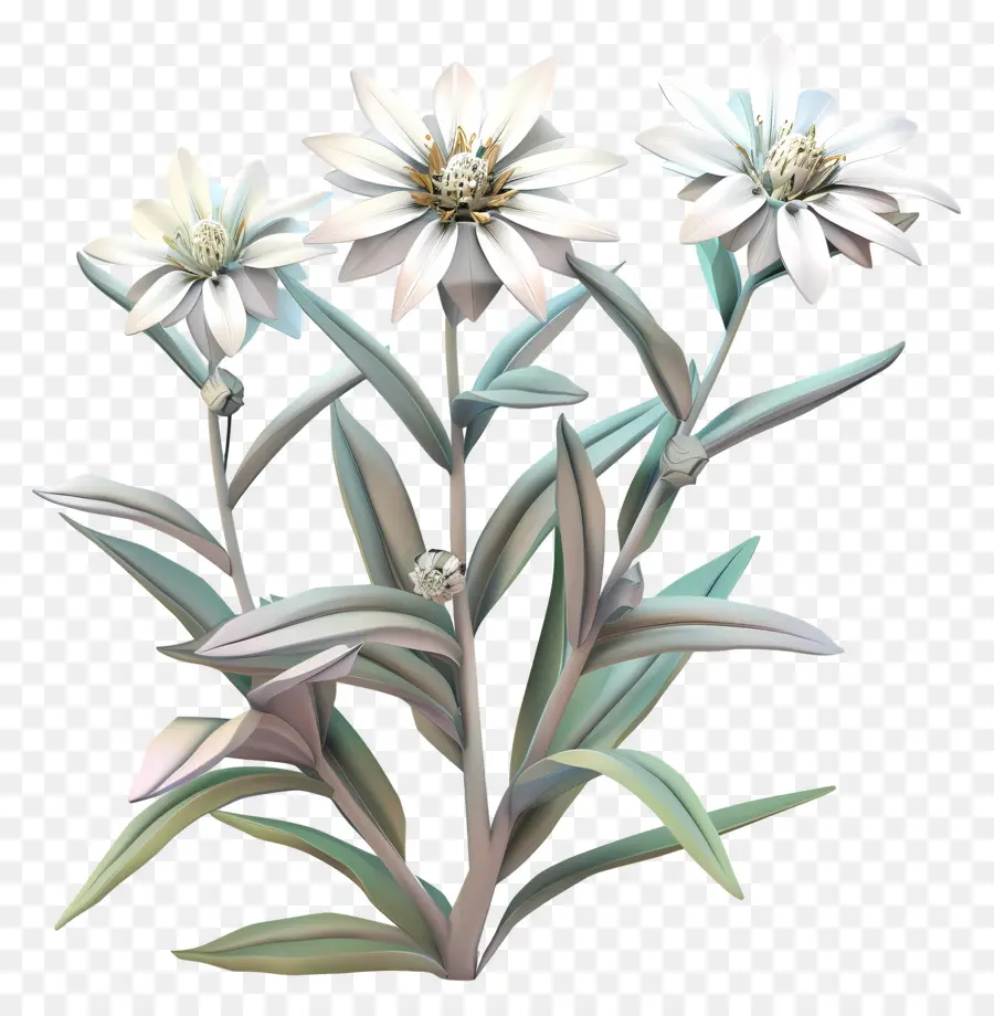 Edelweiss，Daisies Brancos PNG