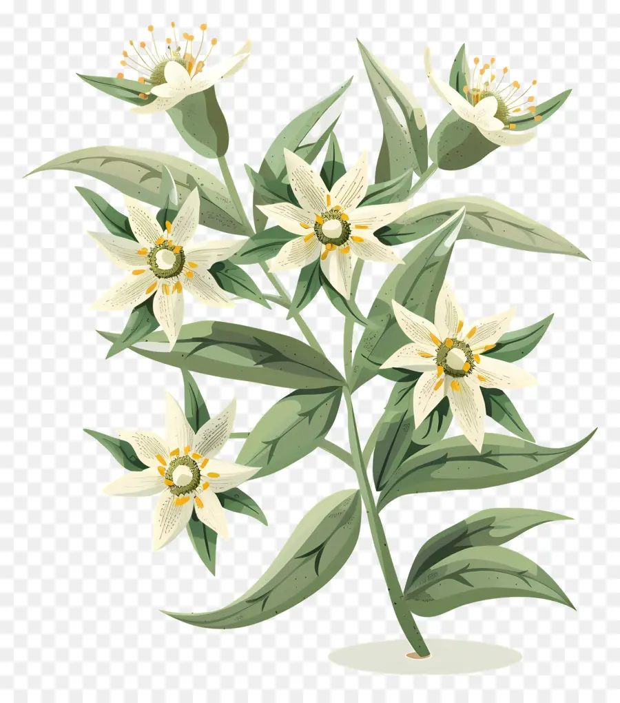 Edelweiss，Flor PNG