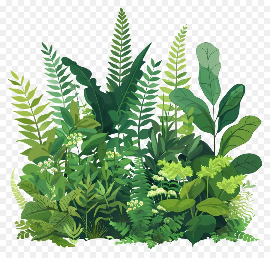 Plantas Exuberantes，Plantas PNG