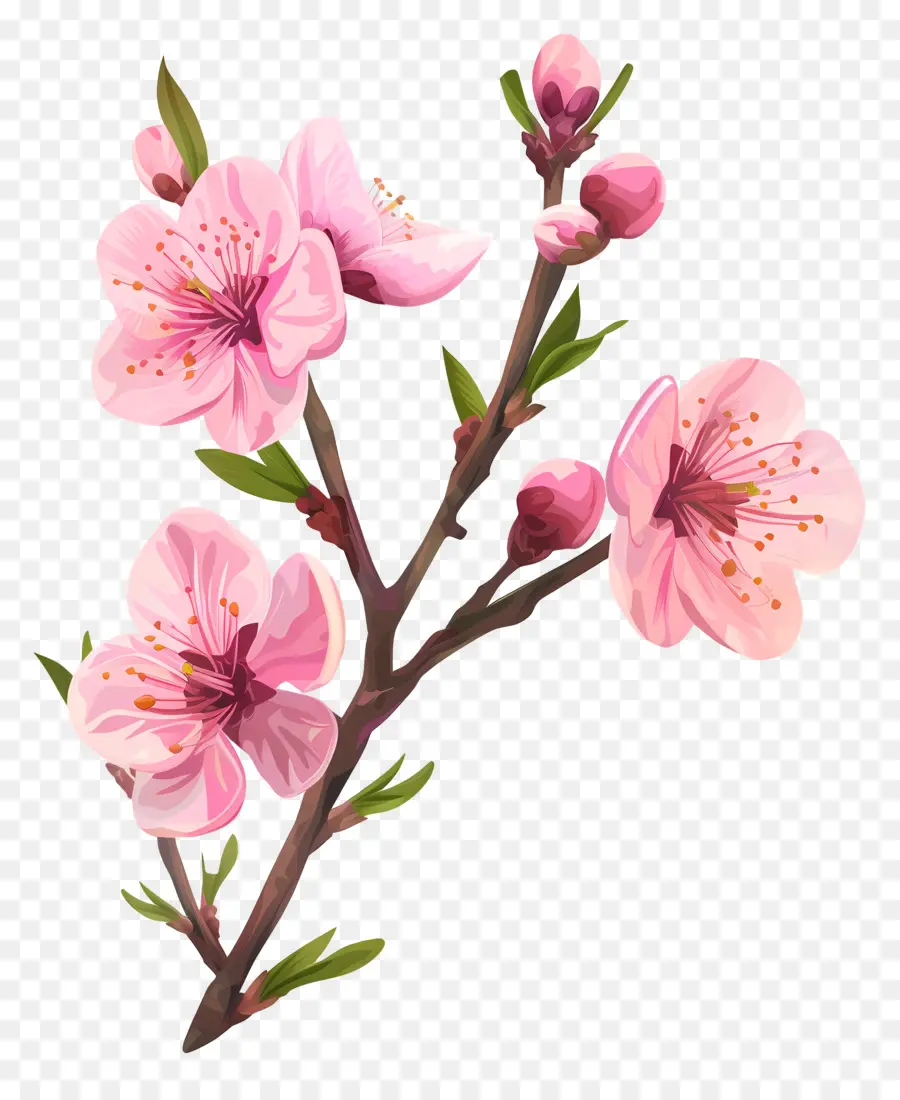 Flor De Pêssego，Flores De Pêssego PNG