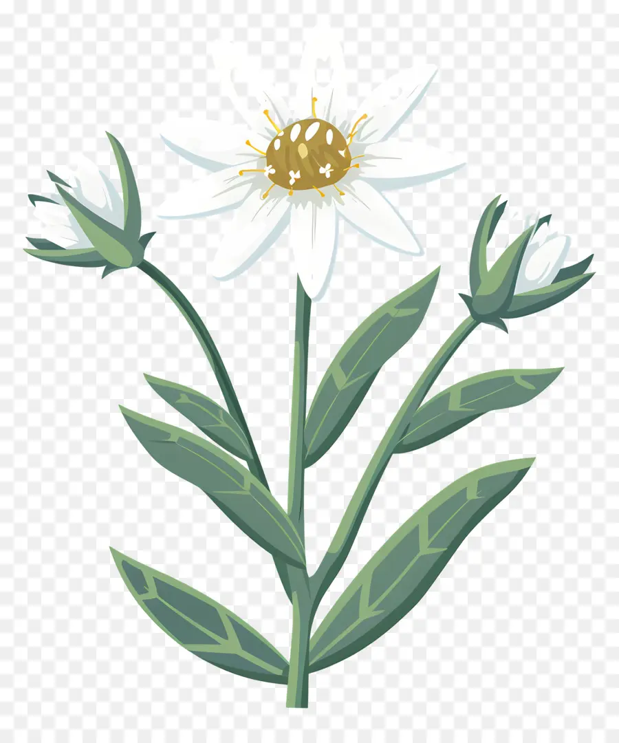 Edelweiss，Flor Branca PNG