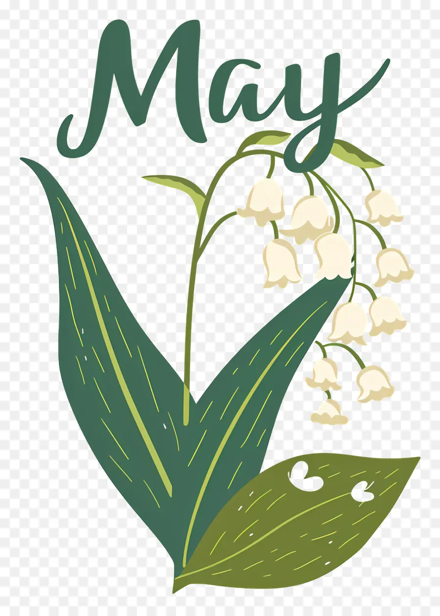 Olá Maio，Flor PNG