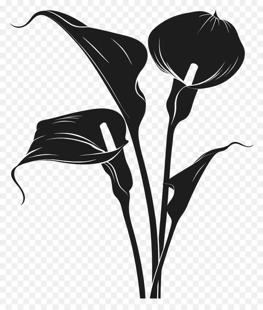 Flores Silhueta，Lírio De Calla PNG