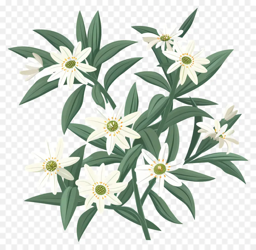 Edelweiss，Flores Brancas PNG