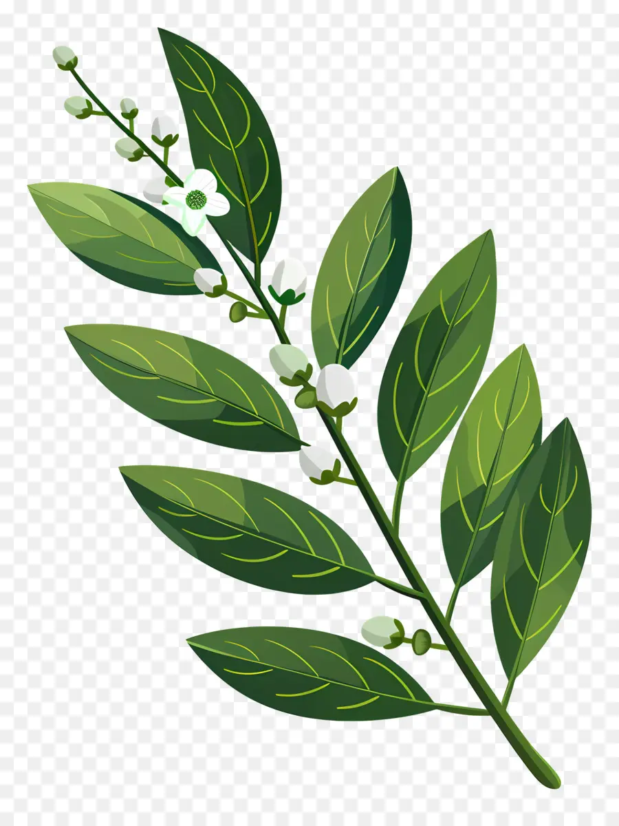 Cherry Laurel Leaf，Planta De Folhas Verdes PNG