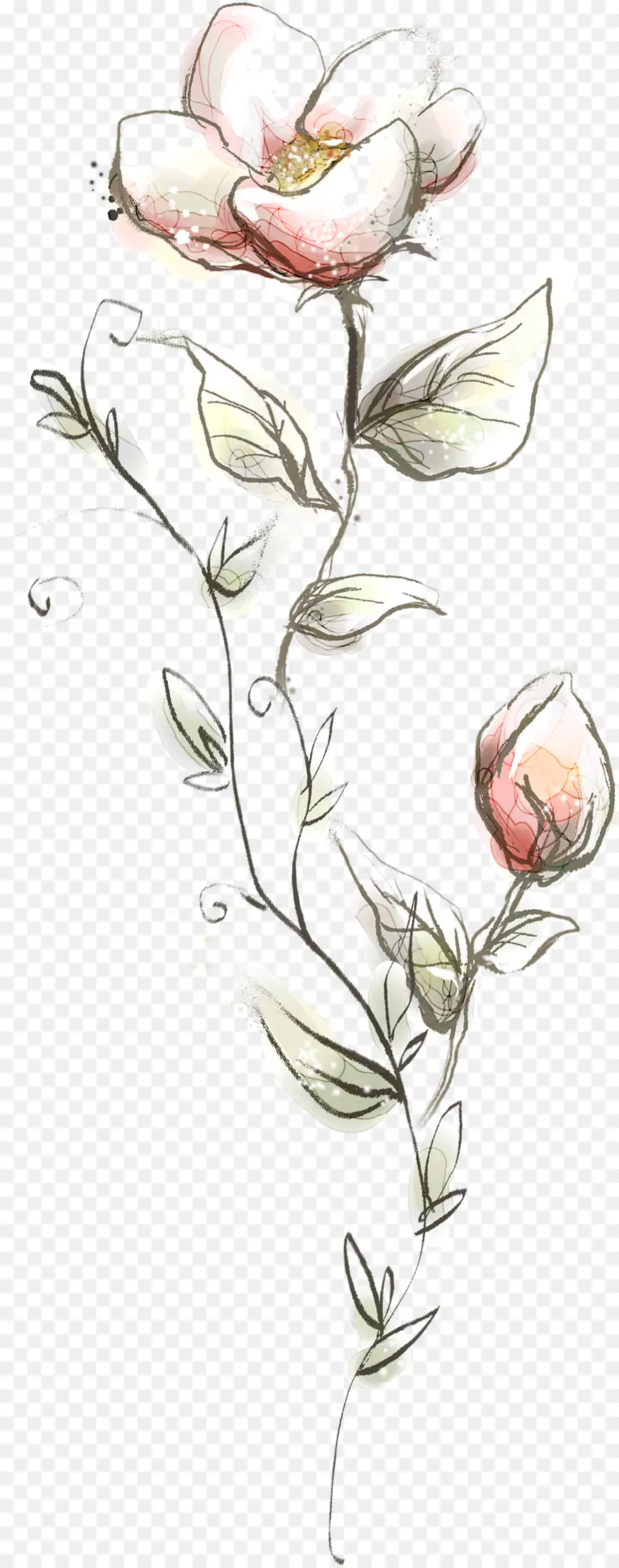 Edelweiss，Flor Branca PNG