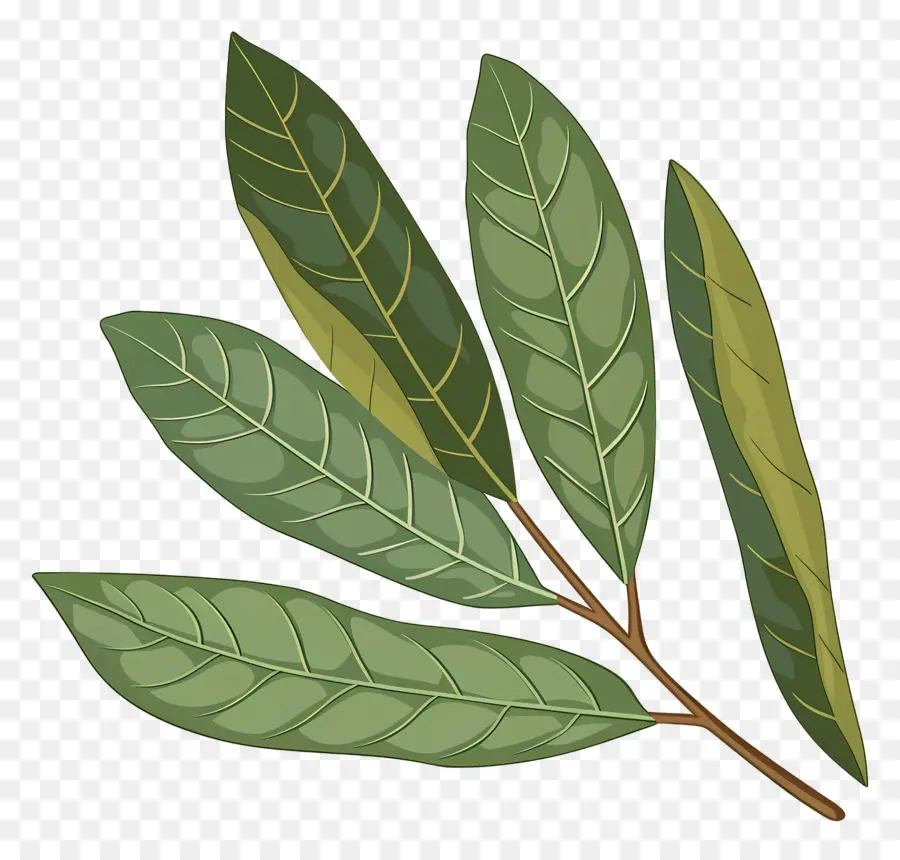 Cherry Laurel Leaf，Folhas Verdes PNG