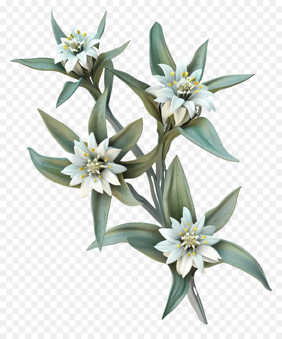 Edelweiss，Flores Brancas PNG