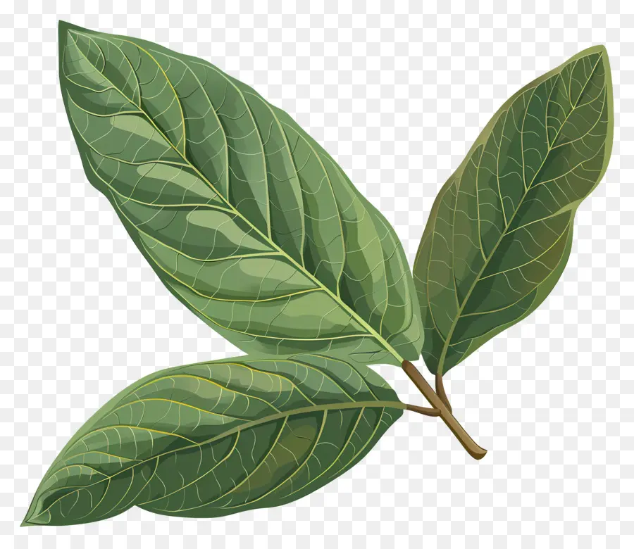 Cherry Laurel Leaf，Folha De Veias PNG