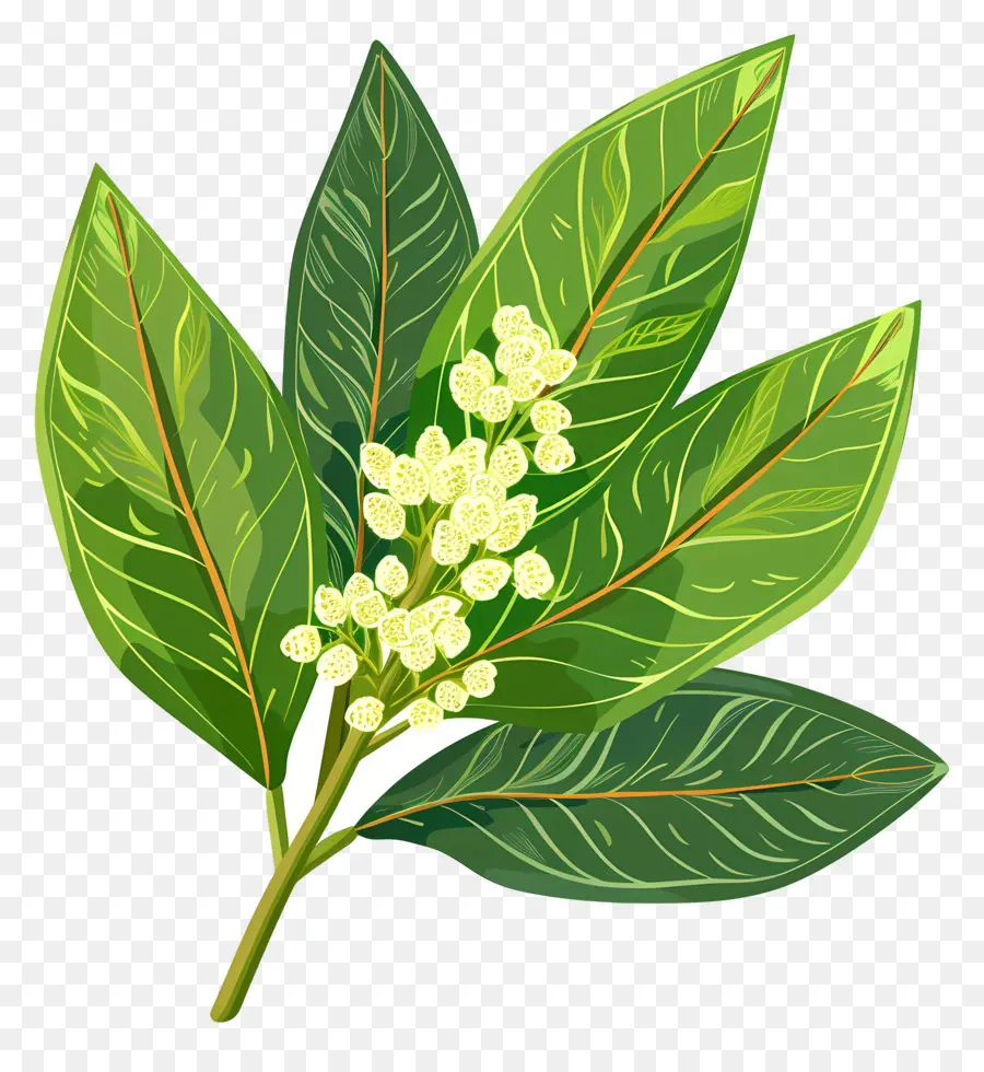 Cherry Laurel Leaf，Árvore Frondosa Verde PNG
