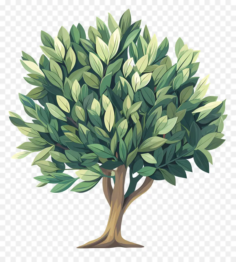 Laurel Tree，árvore PNG