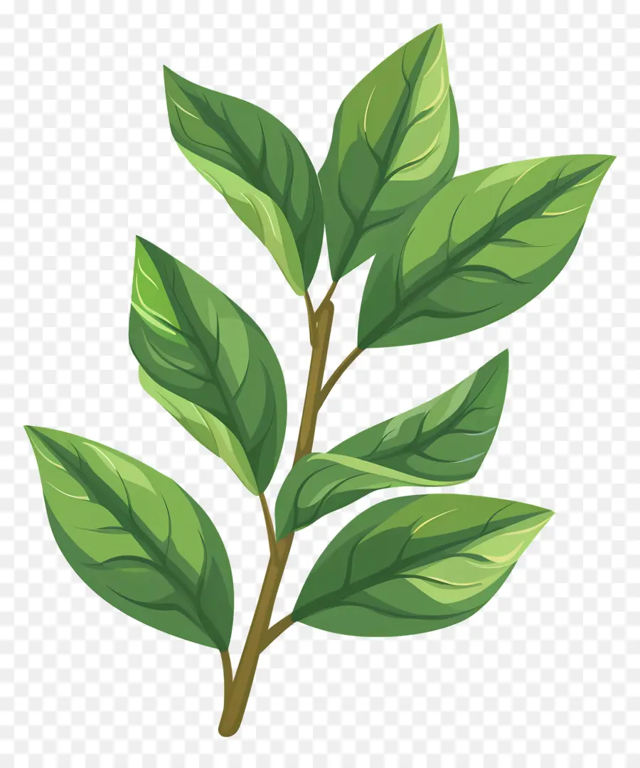 Cherry Laurel Leaf，Planta PNG