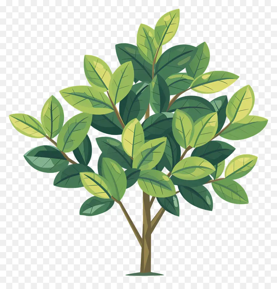 Laurel Tree，Planta Verde PNG