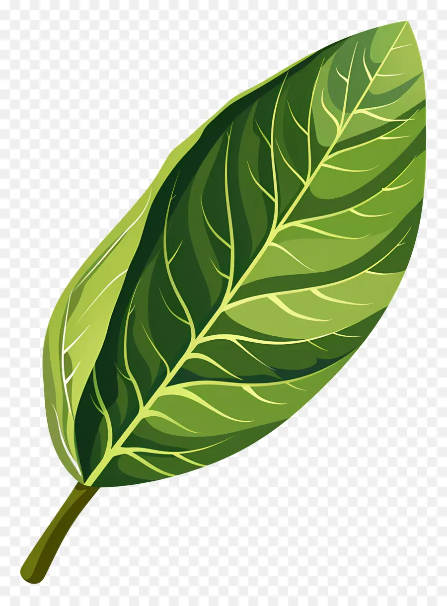 Cherry Laurel Leaf，Folha Verde PNG