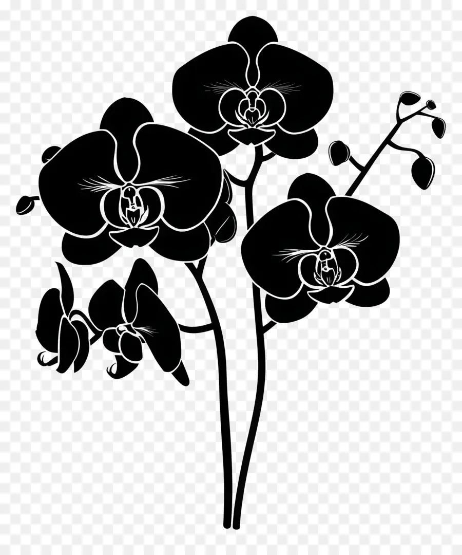 Flores Silhueta，Planta De Orquídea PNG