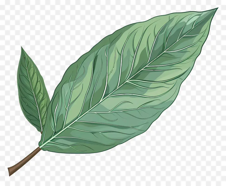Cherry Laurel Leaf，Folha PNG