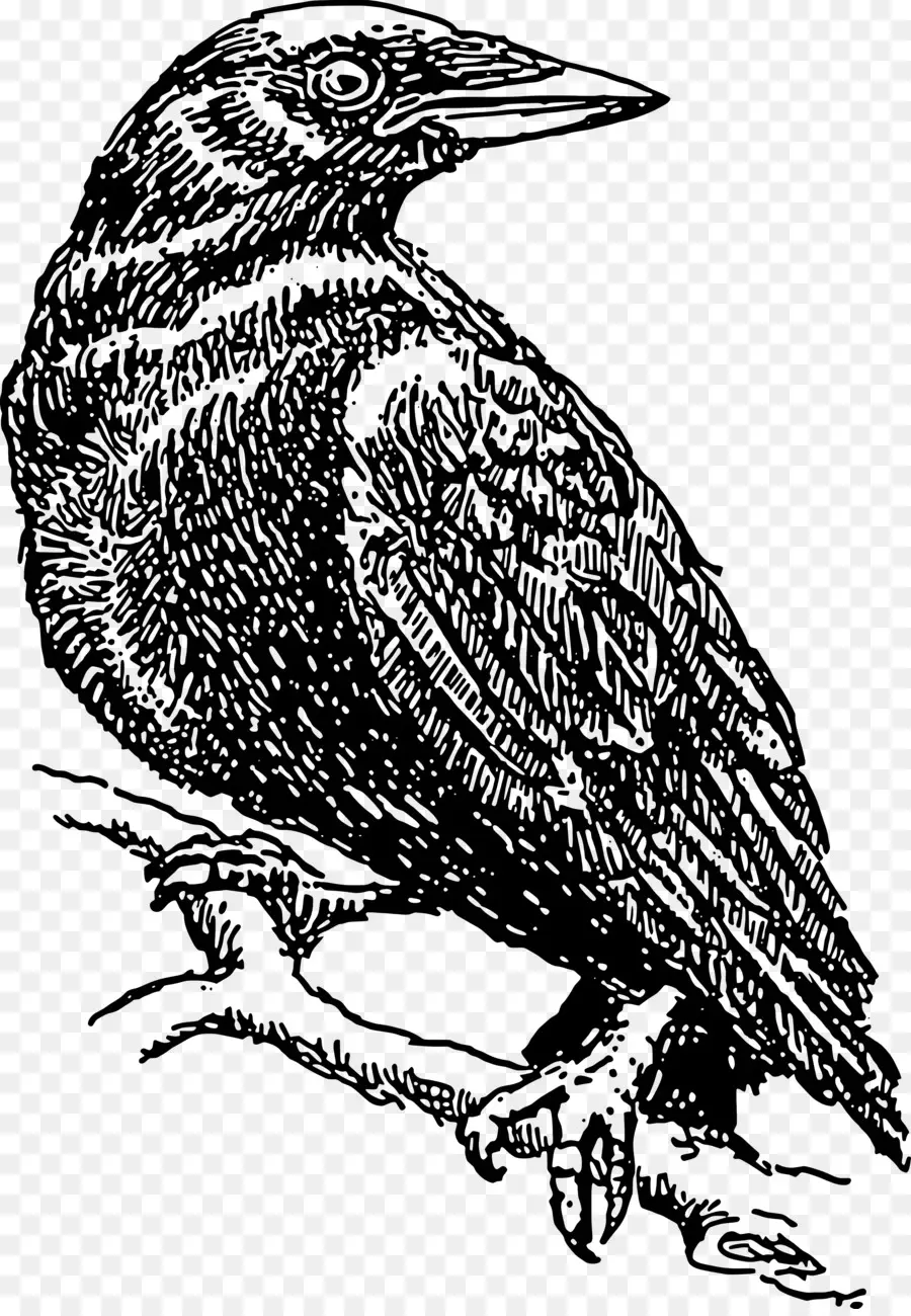 Logotipo Do Ravens，Foto Preto E Branco PNG