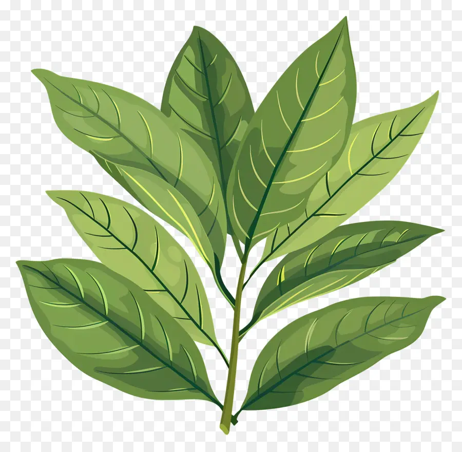 Cherry Laurel Leaf，Planta Verde PNG