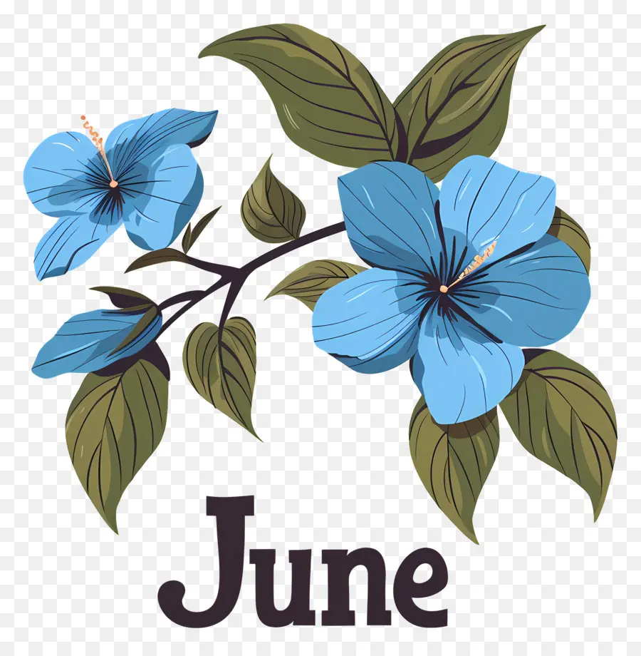 Olá Junho，Flores De Hibisco Azul PNG