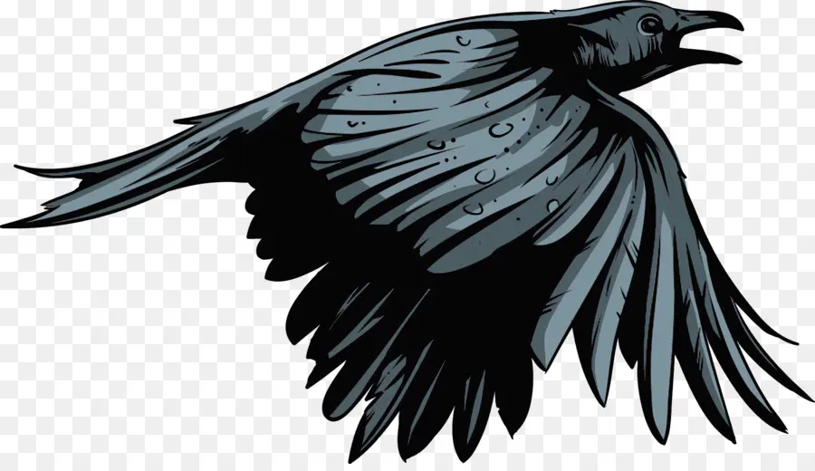 Logotipo Do Ravens，Raven PNG