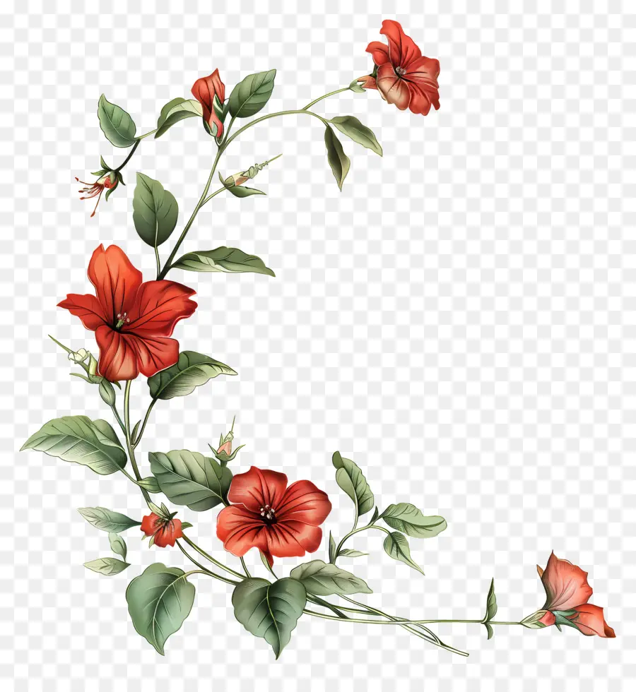 Canto，Flores Vermelhas PNG