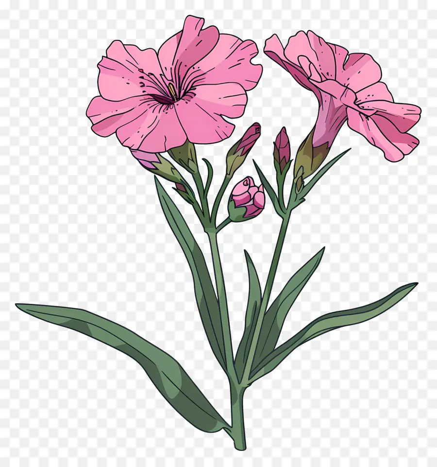 Flor De Dianthus，Flores Cor De Rosa PNG