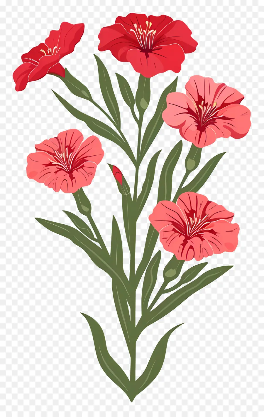 Flor De Dianthus，Flores Cor De Rosa PNG