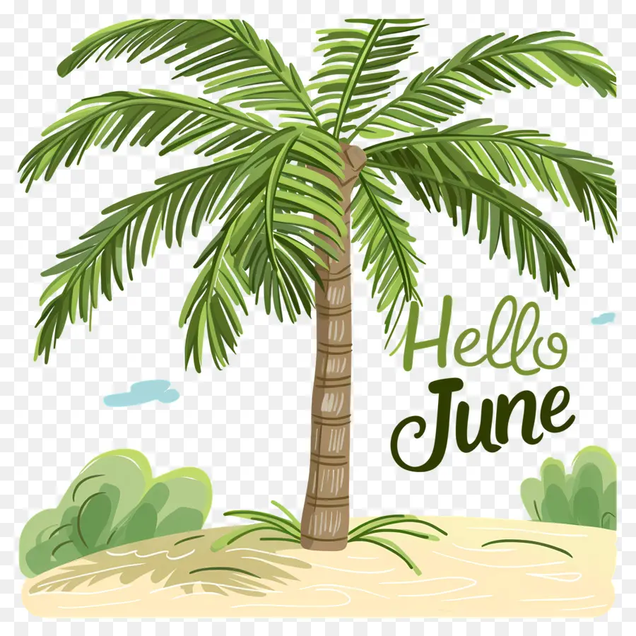 Olá Junho，Palmeira PNG