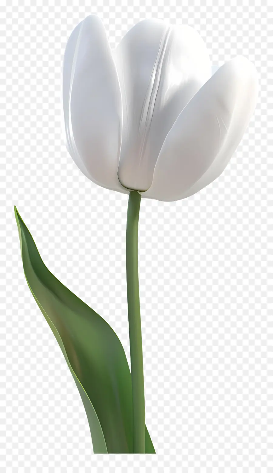 Tulipa Branca，Flor Flor PNG