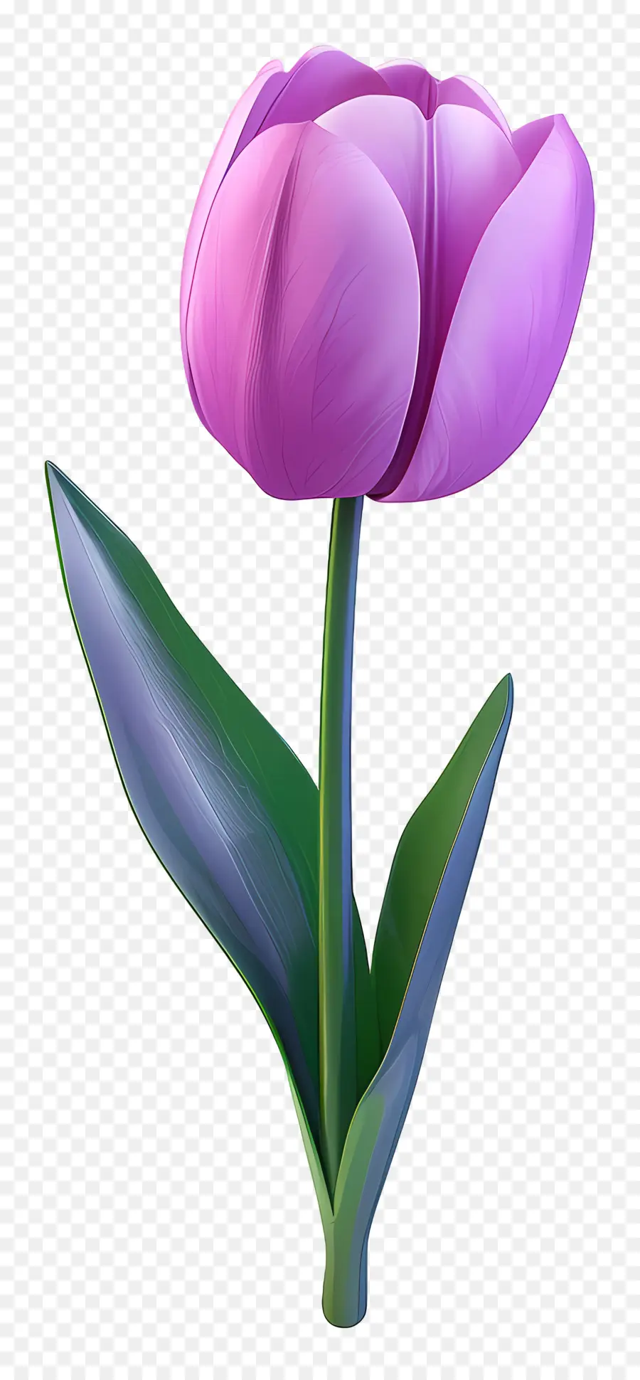 Tulipa Roxa，Flor PNG