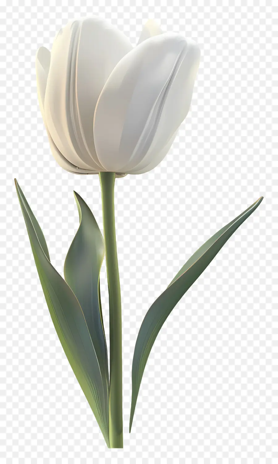 Tulipa Branca，Tulipa De Plástico PNG