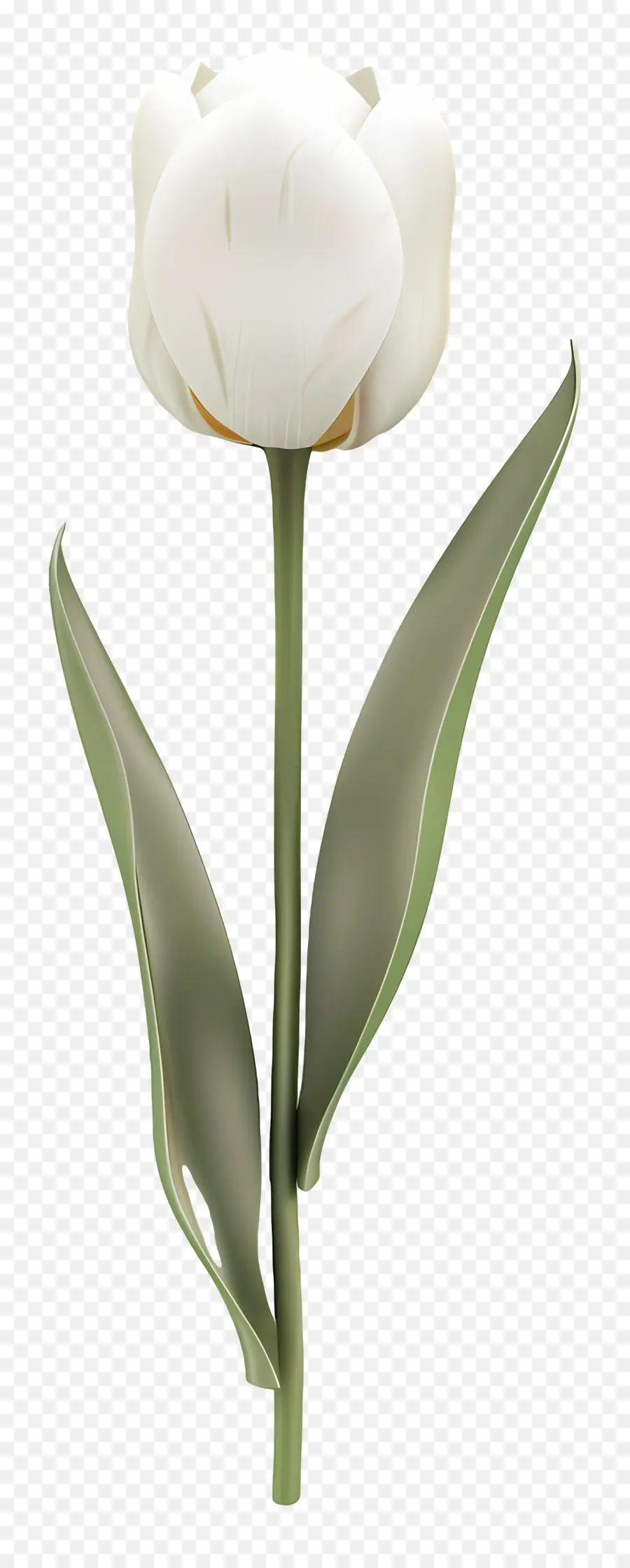 Tulipa Branca，Flor Branca PNG