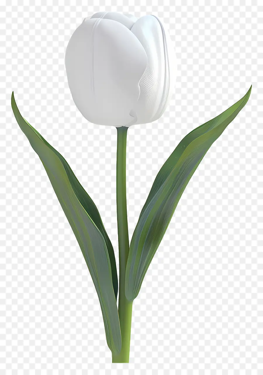Tulipa Branca，Flor PNG