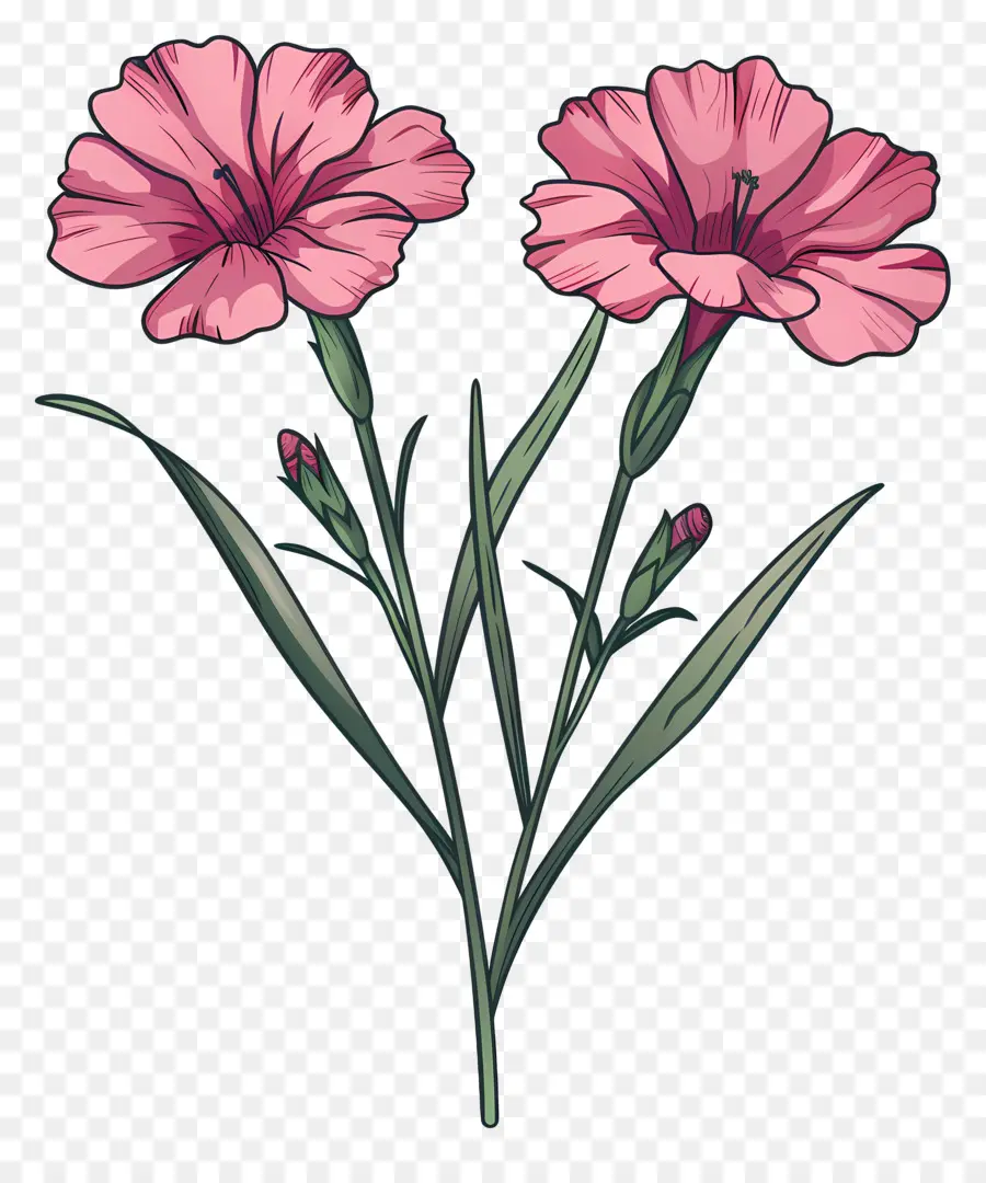 Flor De Dianthus，Cravo Flores PNG