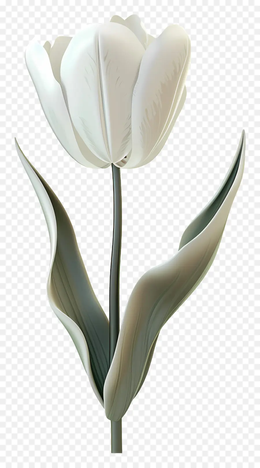 Tulipa Branca，Pétalas Longas PNG