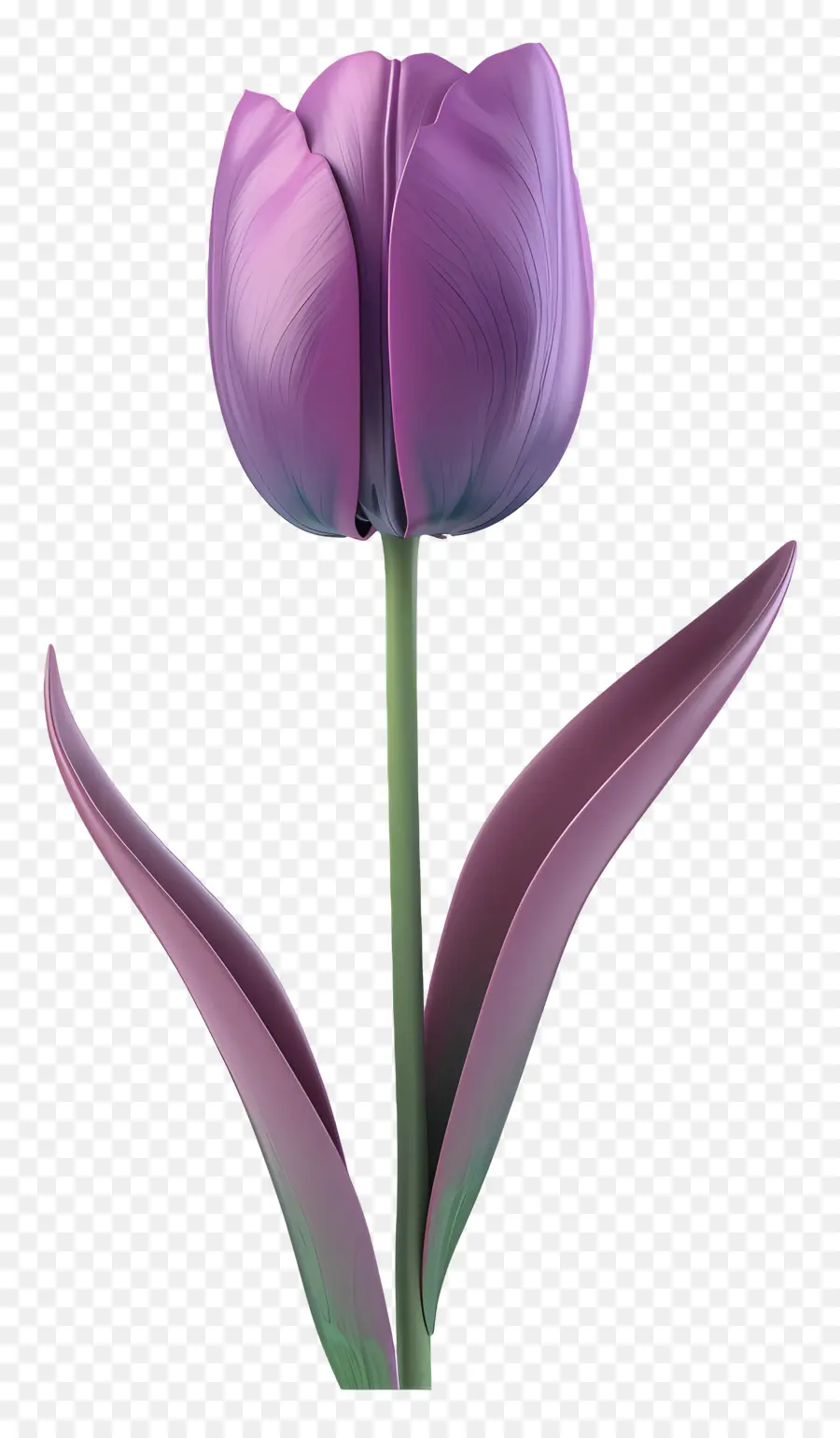 Tulipa Roxa，Rosa Tulipa PNG