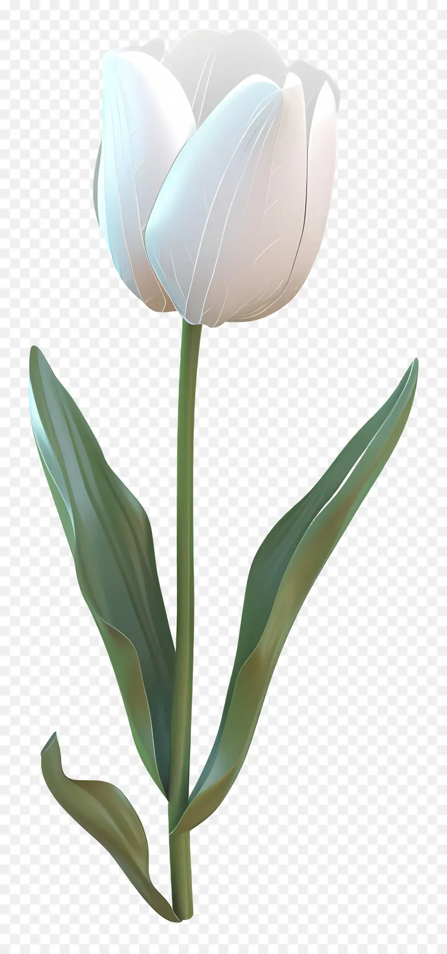 Tulipa Branca，Tulip PNG