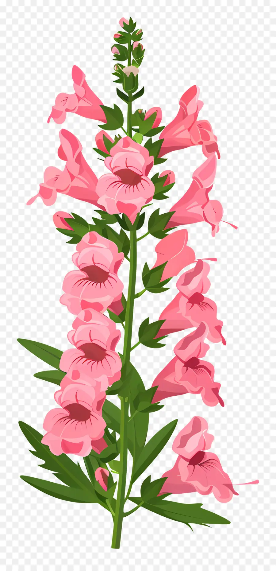 Flor Snapdragon，Flores Cor De Rosa PNG