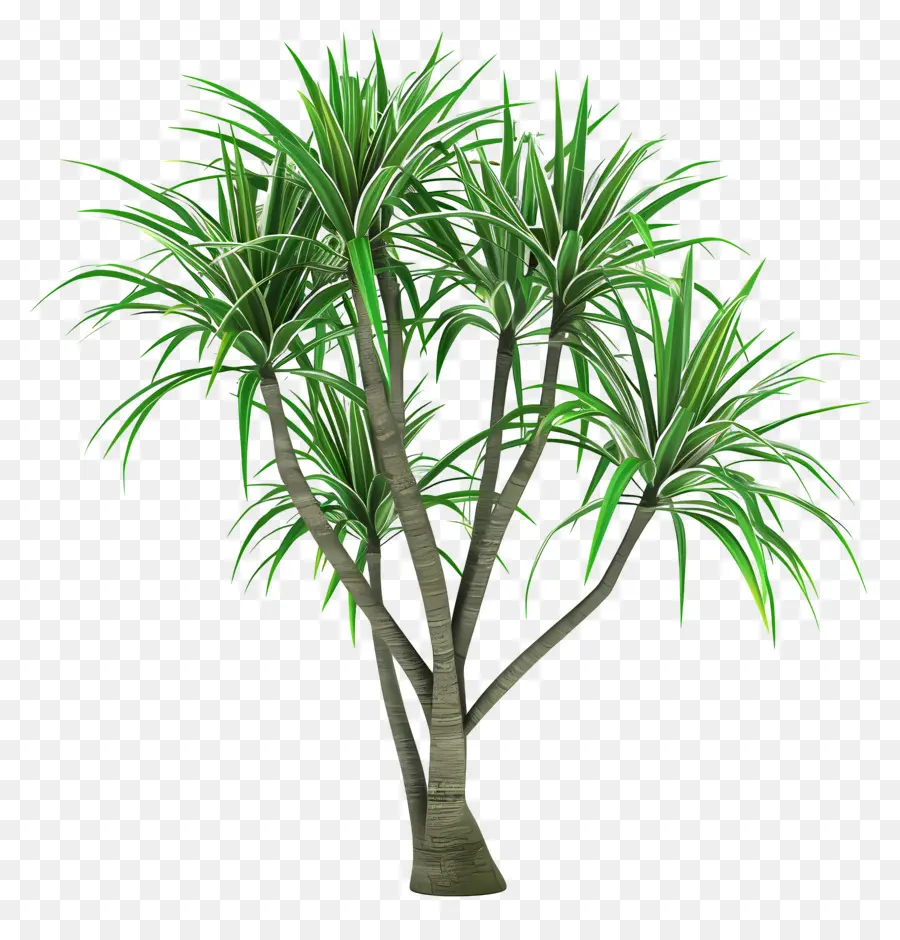 Dracaena，árvore Verde PNG