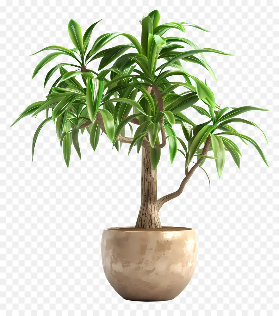 Dracaena，Árvore Do Ficus Em Vaso PNG