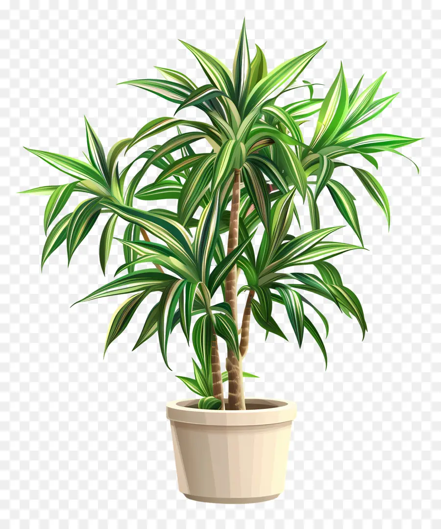 Dracaena，Planta Em Vaso PNG